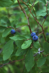 Huckleberry Blue, photo by Jurgen Hess