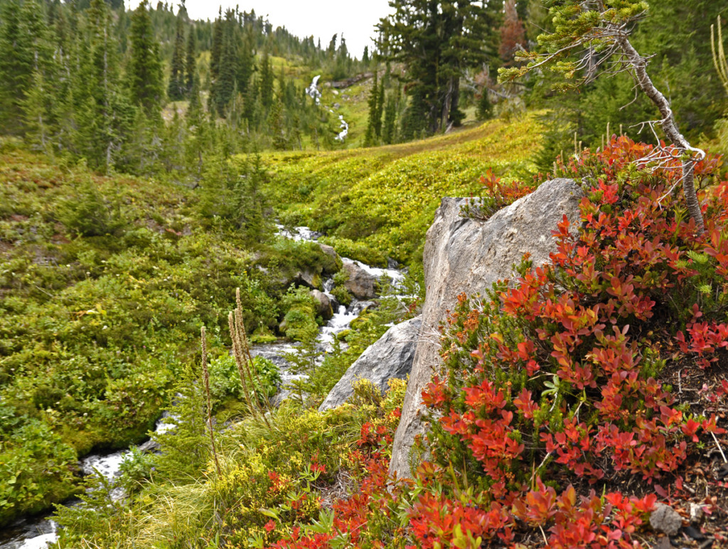 Huckleberries Autumn, photo by Jurgen Hess