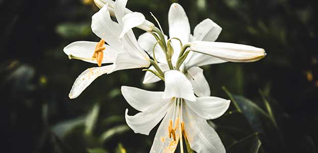 Osprey below Lamprey tube at Bonneville Dam