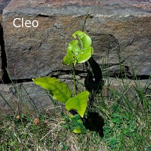 Cleo-name