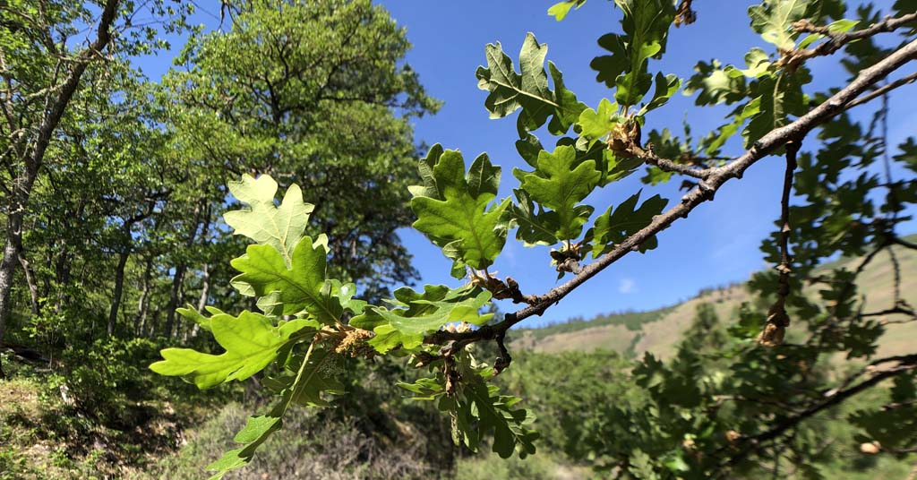 Oregon white oak leaves
