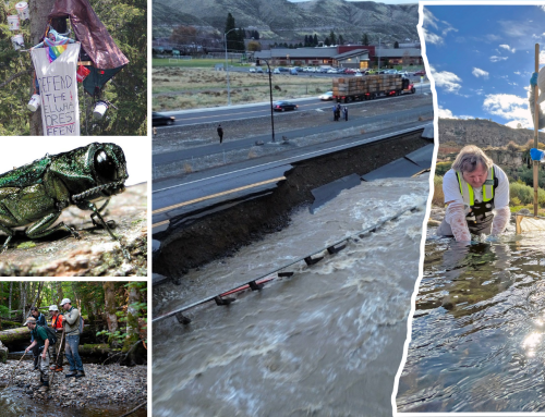 10 biggest environmental stories of 2025