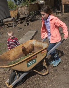 Lolo watches Maisie giving the chicken a lift.