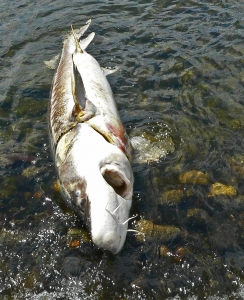 Dead sturgeon. Photo:WDFW