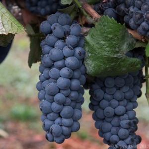 Grapes hang from the vine at Mt. Hood Winery.