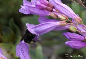 Pollinator