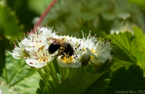 Pollinator