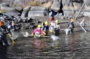 Staff and volunteers work to catch and move fish to deeper water.