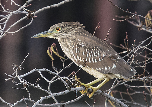 Juvenile Black-crowned Night-Herons are brown with white streaks and spots. They do not attain full adult plumage for three years.