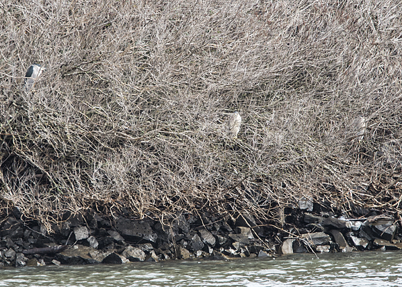 Black-crowned Night Herons perched in the brush can be easy to miss.