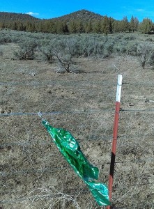 Balloon green_edited-1