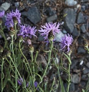 Knapweed:  [...]
</p>
</body></html>