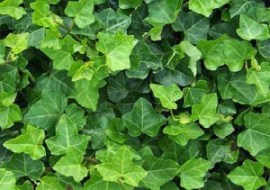 English ivy