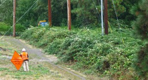 Himalayan blackberry can quickly take over large swaths