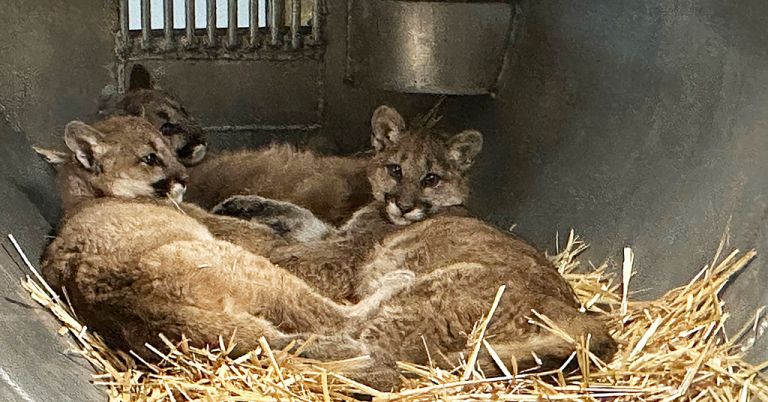 Three captured cougar kittens