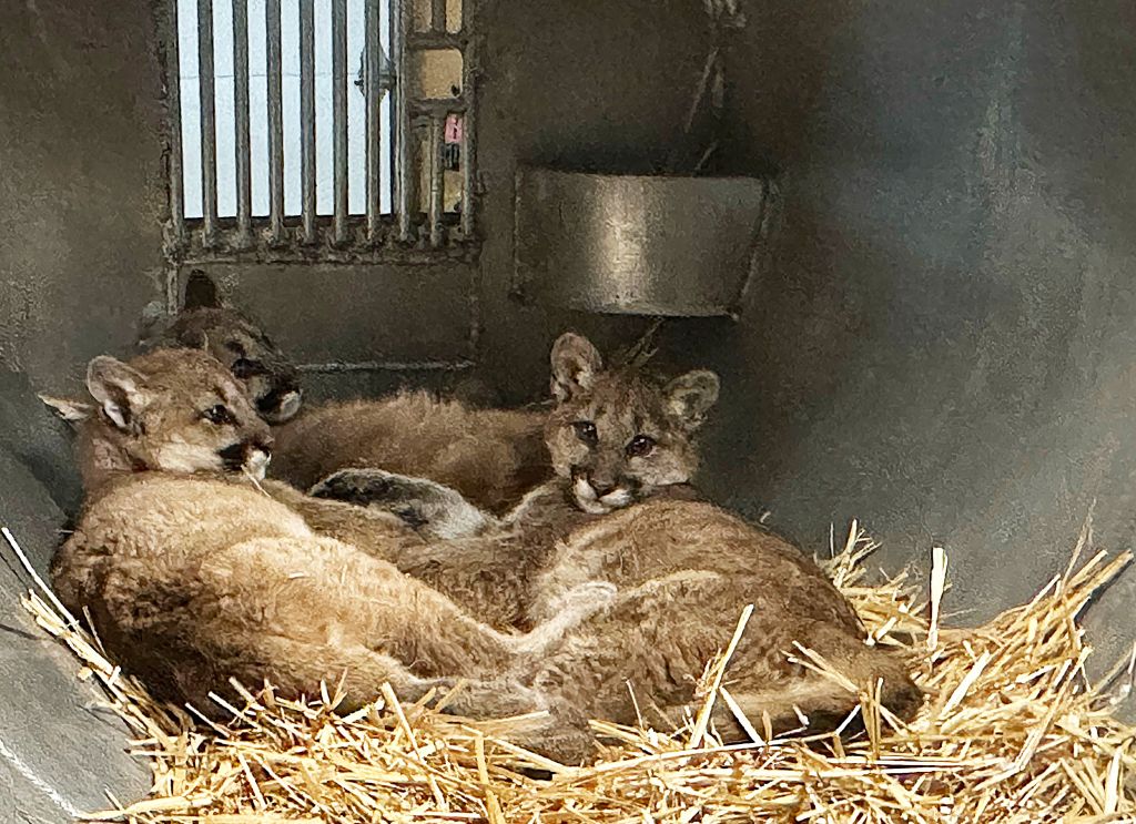 Three cougars in kennel, Klickitat County