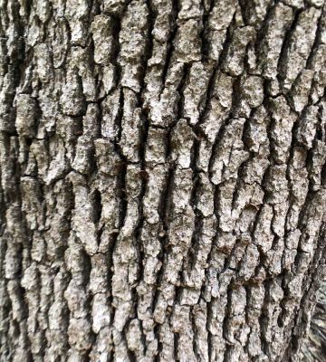 Oregon white oak bark