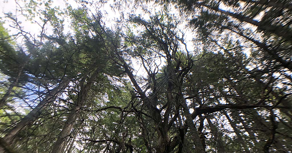 Doug fir encroaches on Oregon white oak