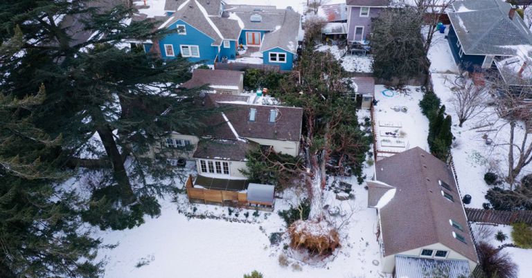 Fallen cedar in Portland