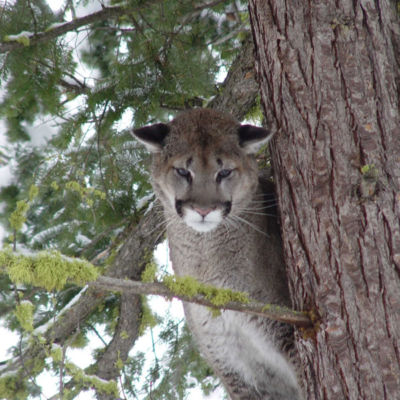 Adult male cougar in Washington. Photo by Richard Beausoleil/WDFW