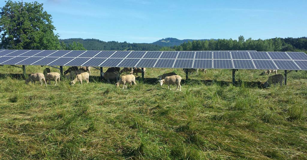 Solar array and sheep
