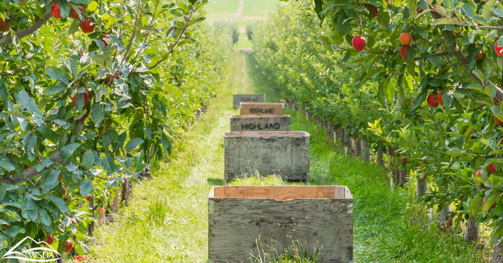 Apples. Photo taken August 2018