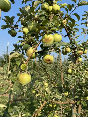 Apples on tree