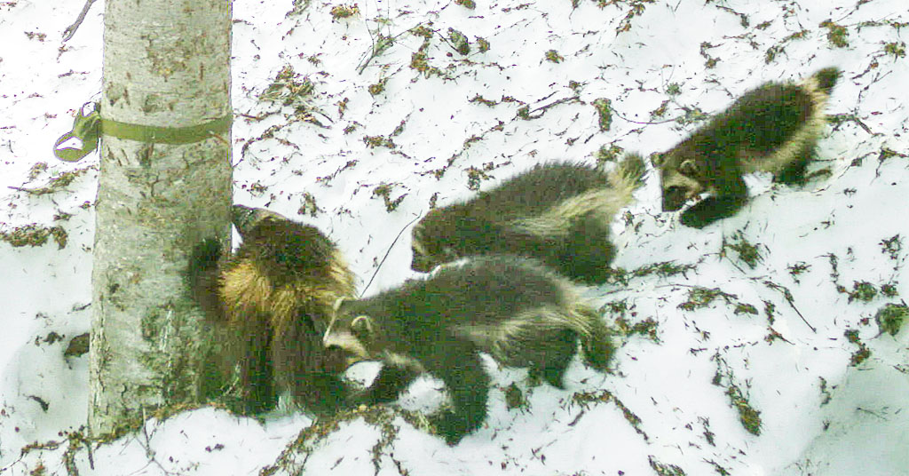 Mother and three wolverine kits in South Cascades