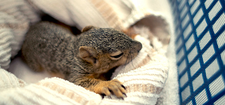 Baby squirrel