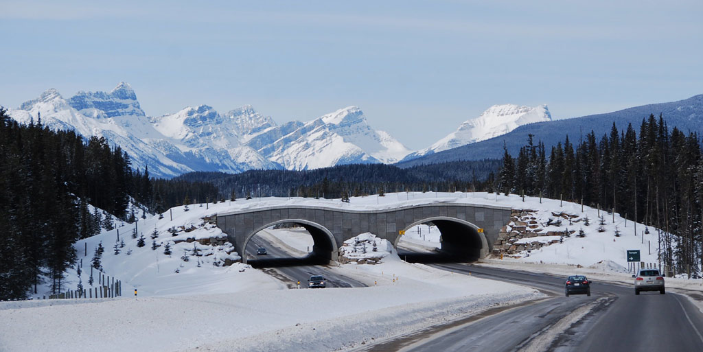 Wildlife crossing in Canada near Banff National Park.