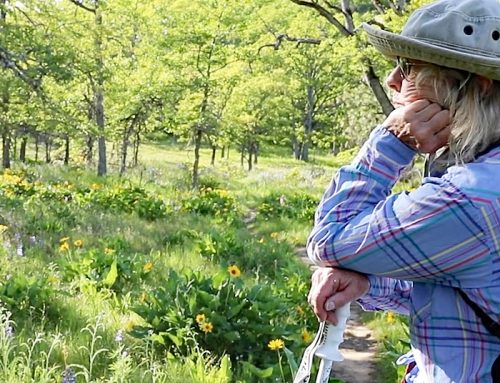 WATCH: The woman fighting to preserve Columbia Gorge wildflowers