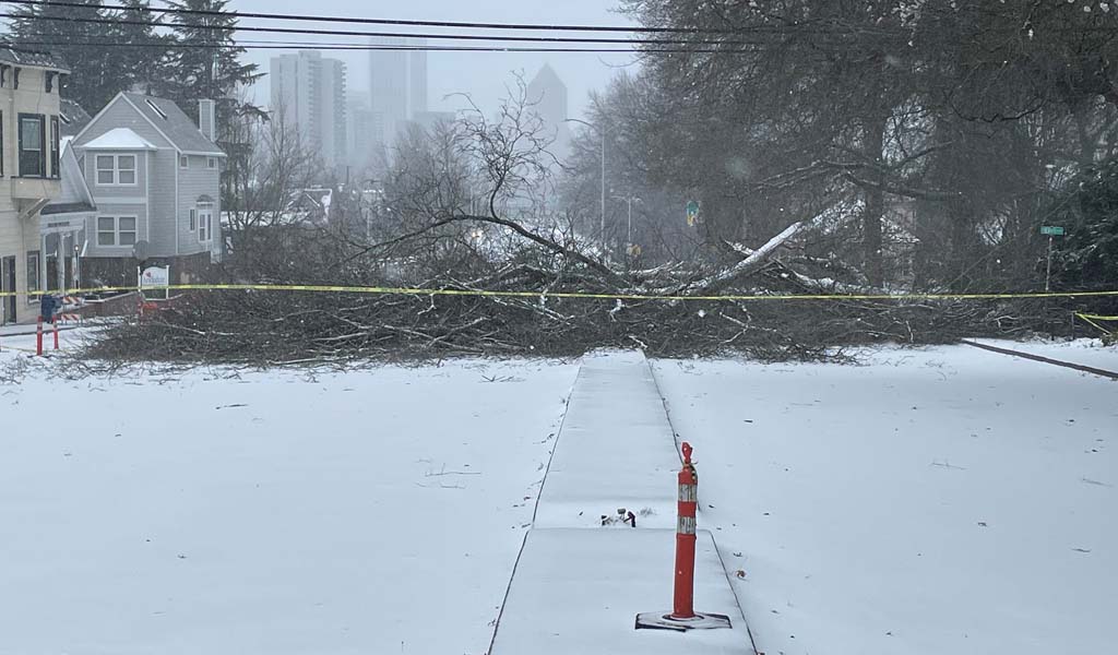 Tree fallen on Barbur Blvd in Portland, Ore.