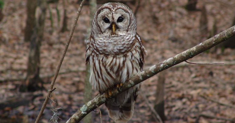 Barred owl