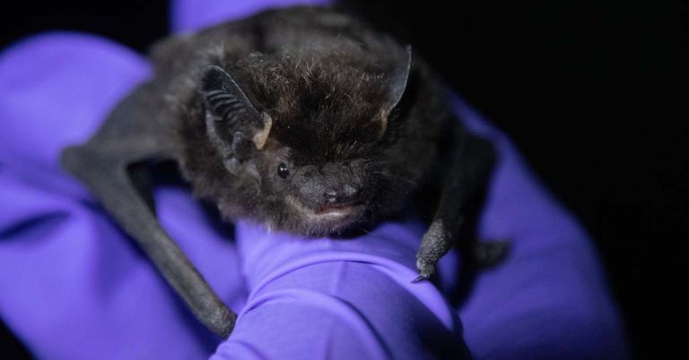 silver-haired bat in Oregon
