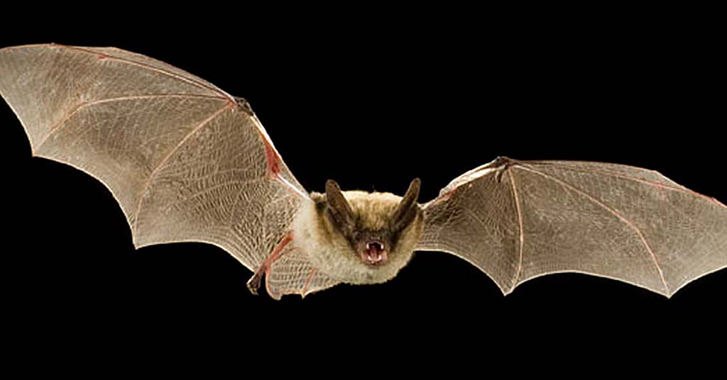 Oregon bat in flight