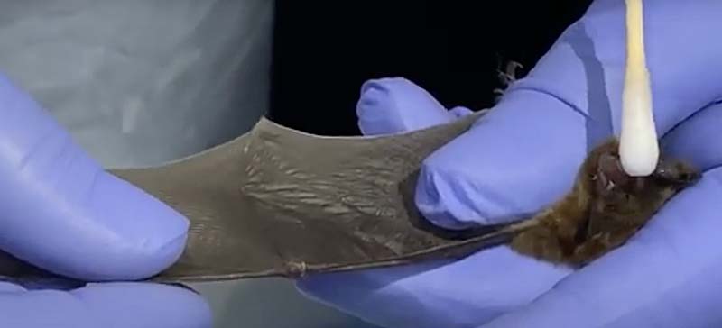 Testing a bat for white-nose syndrome