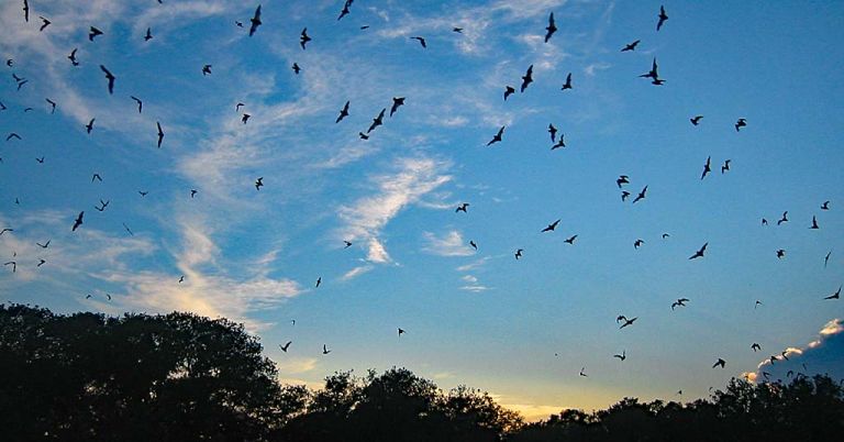 Bats in the air emerging from a cavern. Location unknown