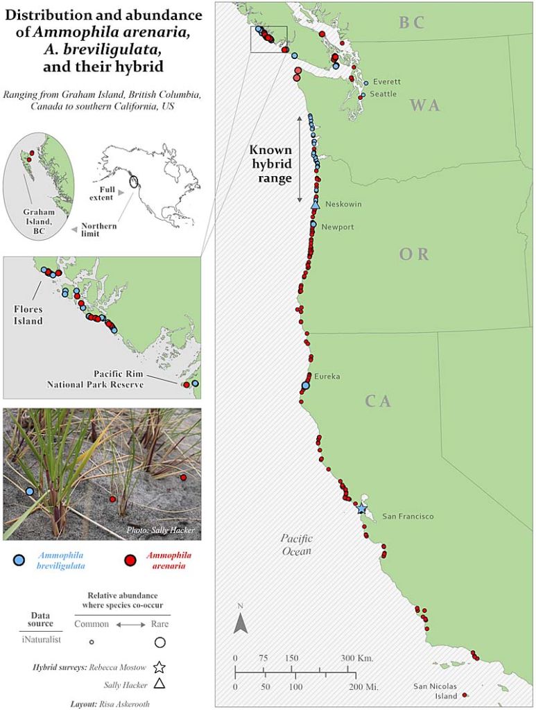 Beach grass map