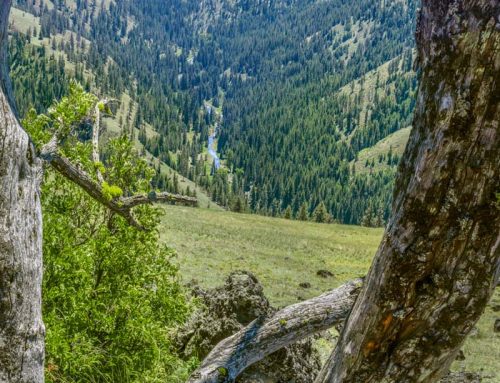 New wildlife area would see Umatilla Tribes regain access to ancestral homeland