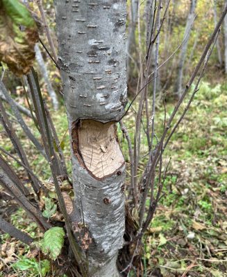 Tree that a beaver gnawed on