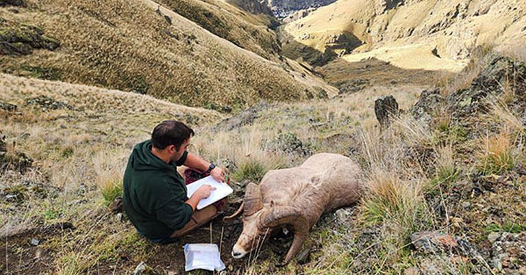 Bighorn pneumonia in Hells Canyon