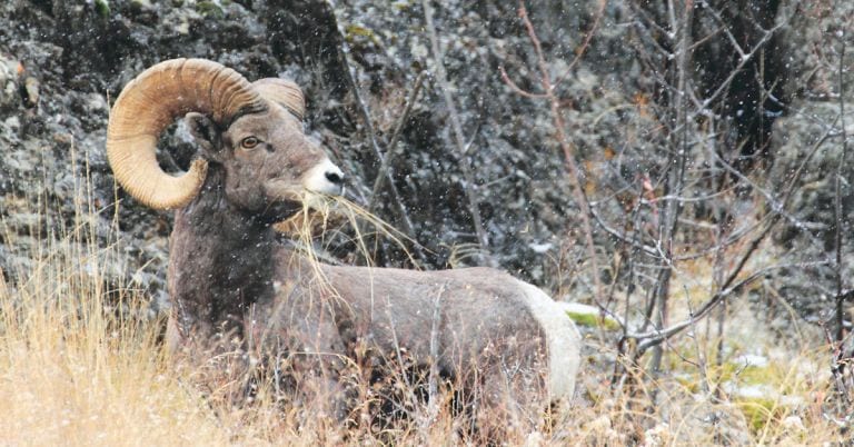 Bighorn sheep ram photographed in the Burnt River Canyon, Oregon in 2011