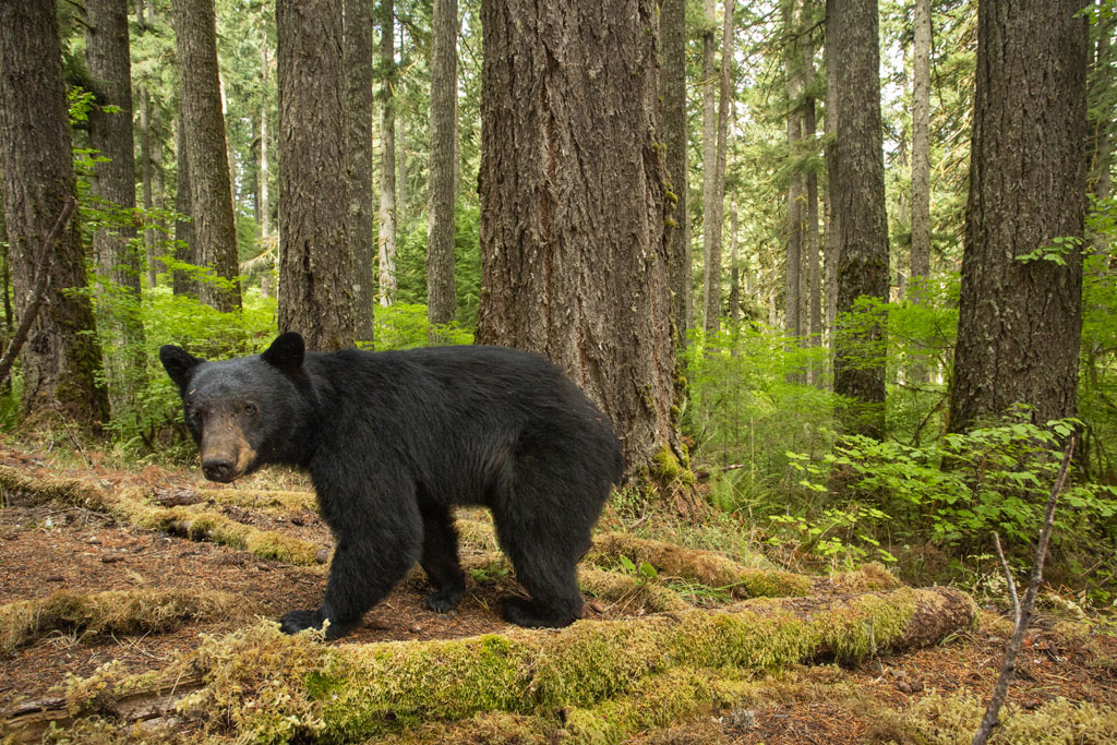 Black Bear_Oregon by David Herasimtschuk