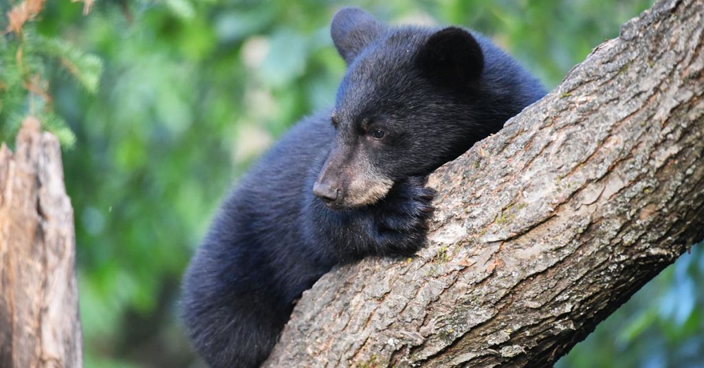 Black bear cub Photo by Courtney Celley USFWS