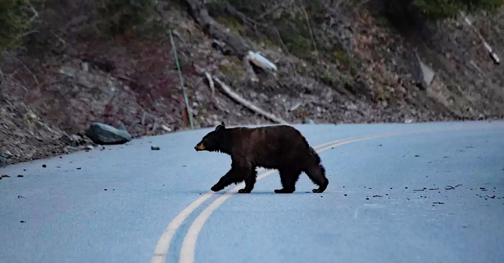 Black bear on roadway in Montana.