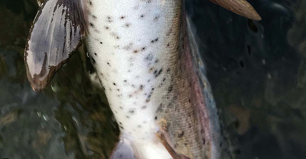 Trout with black spot disease in lower Deschutes River