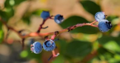 Blueberries U-pick