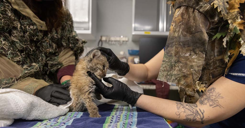 Bobcat kitten at Think Wild
