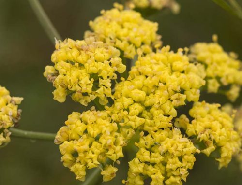 Not so fast: Celebrations over delisting endangered plants might be premature