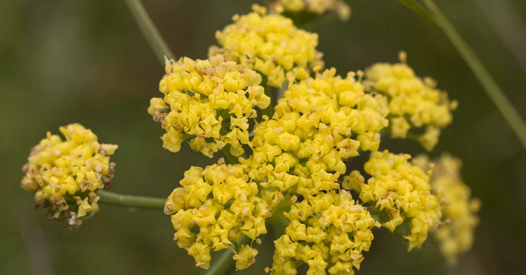 Bradshaws lomatium